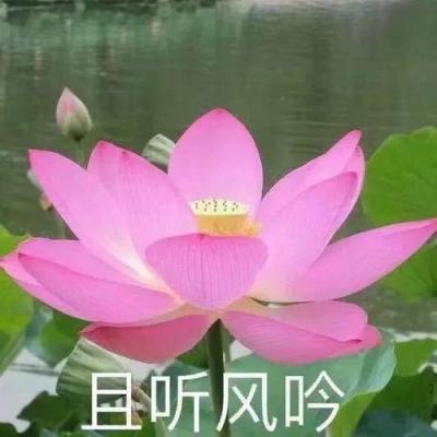泰国总理从劳斯莱斯改开比亚迪